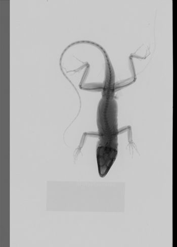 Media type: image;   Herpetology R-189260